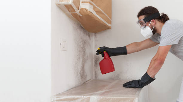 Professional Basement Mold Remediation technician working in New Oxford, PA