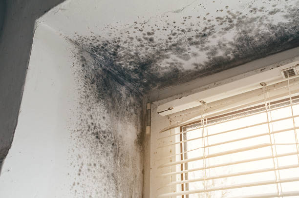 Affordable Basement Mold Remediation solutions in New Oxford, PA